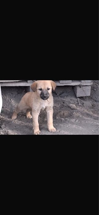 Собачка маленкий