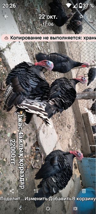 Сатылатындар продоется