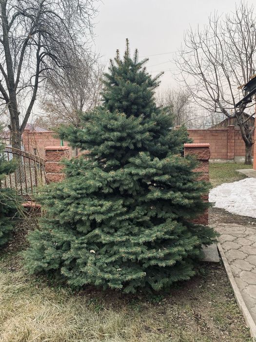 Ёлки голубые, зелёные