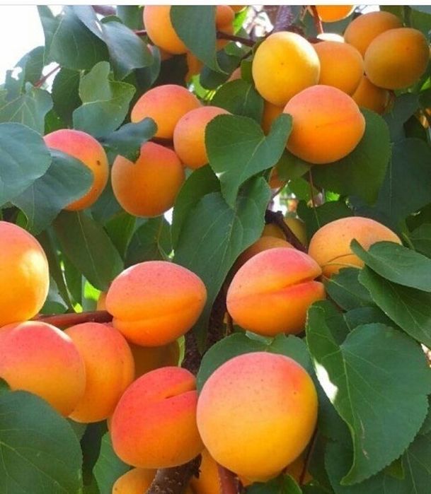 Pomi columnari diferite soiuri