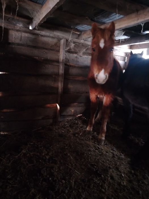 Продам жеребёнка жеребчик