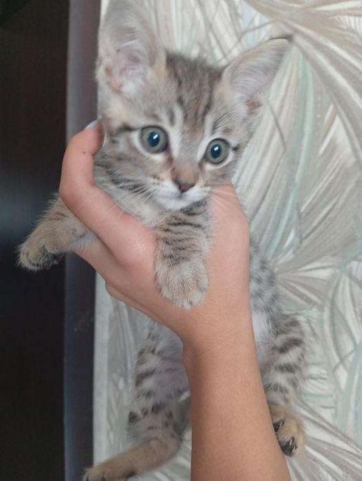 Котенок, мальчик, 3 месяца