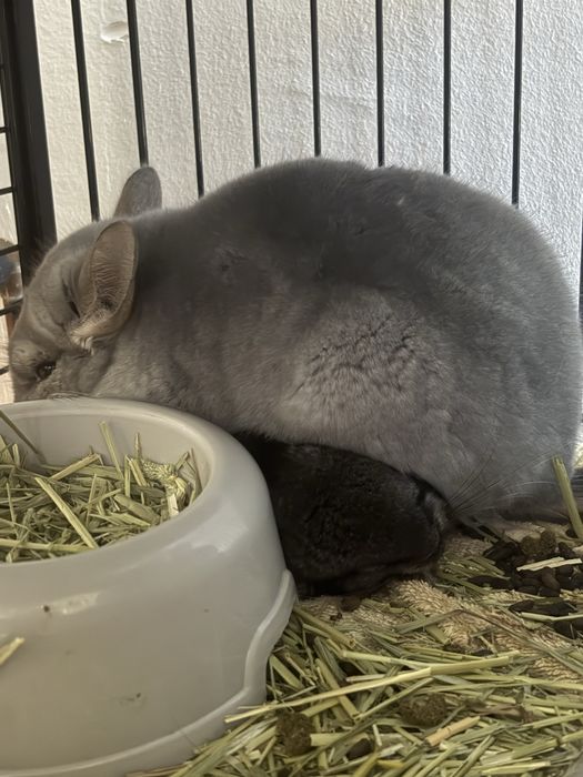Pui de chinchilla (doar impreuna)