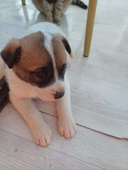 Акита иті сатылады.