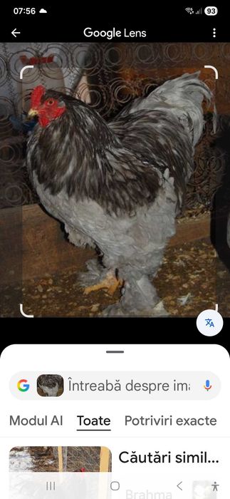 Cucosii Brahma gri si negri