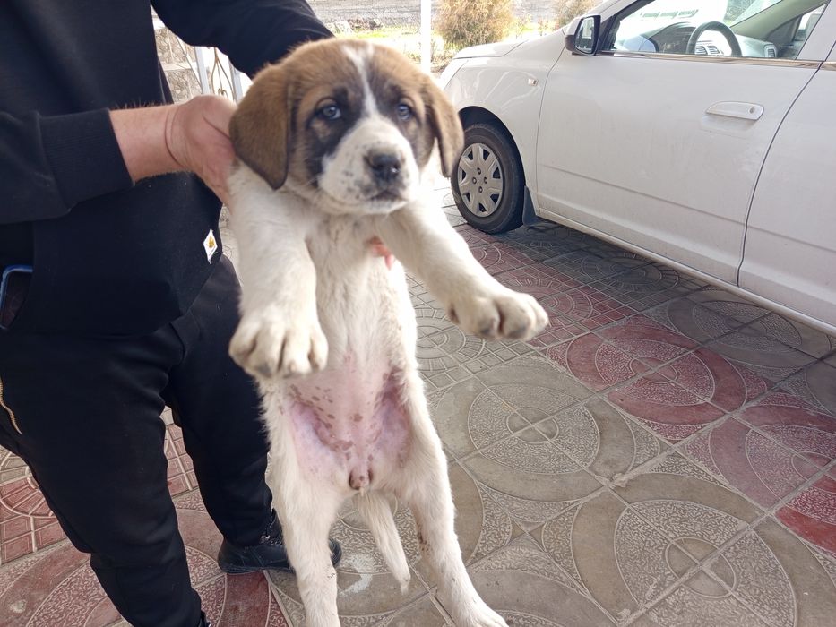 Продам щенка алабая