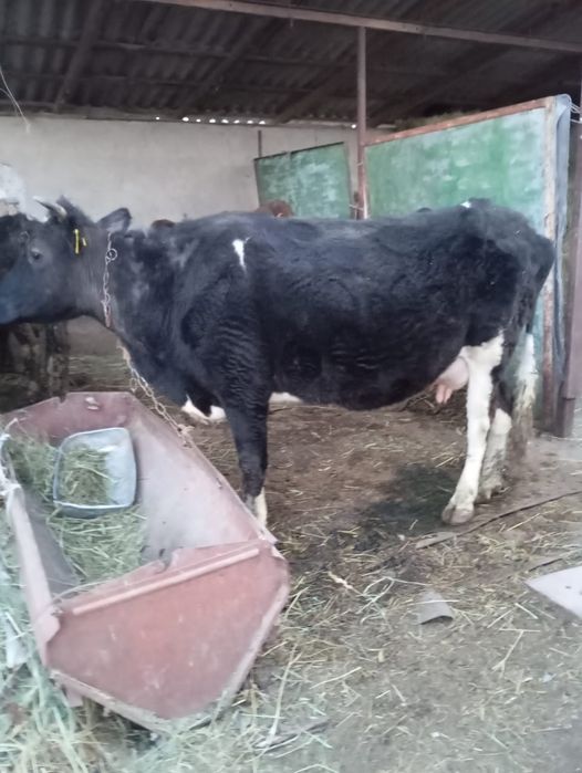 Продам дойную корову