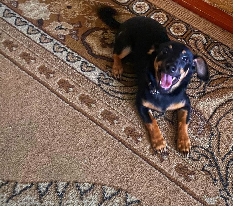 Продам карликого пинчера 3,5 месяца