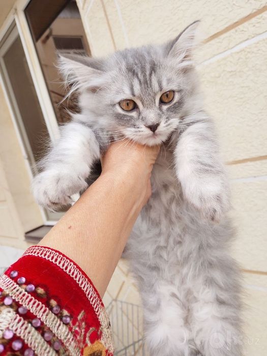 Котёнок на продажу