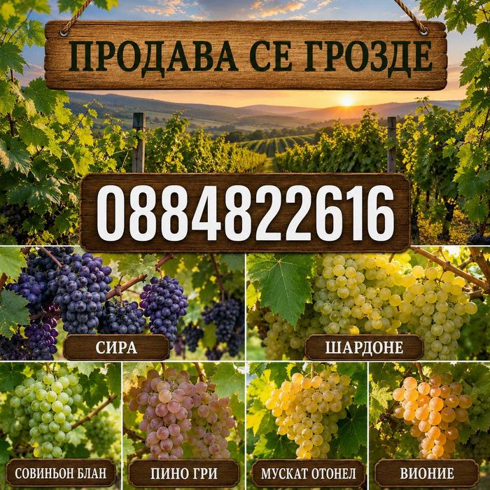 Грозде - Реколта 2026: Сортове: Сира, Шардоне, Совиньон Блан, Пино Гри, Мускат Отонел, Вионие
