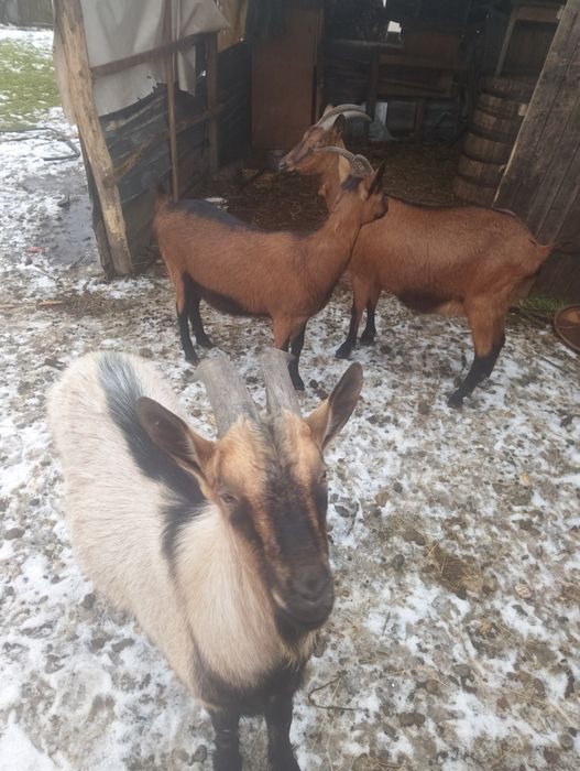 Vând capre alpină franceză