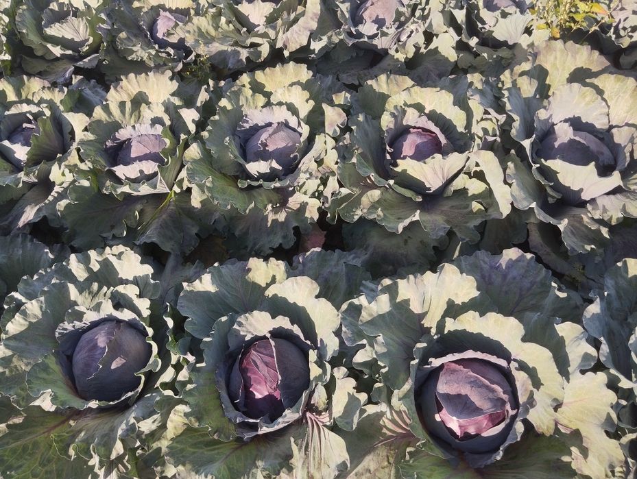 Продавам ЧЕРВЕНО ЗЕЛЕ на Едро.