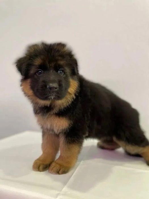 Немецкая овчарка чистокровная щенки бронирование