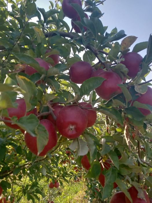 Продам плодоносящий сад