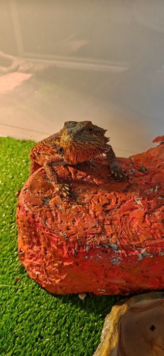 Бородая агама+ террариум + стол