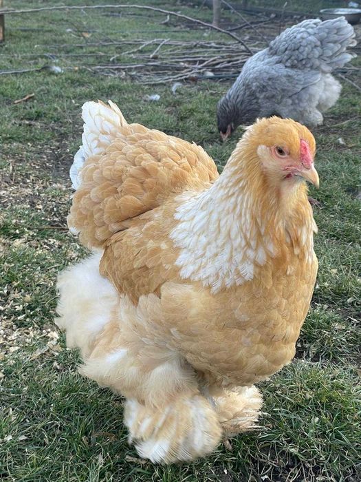 Oua Incubat, Pui si Familii (2+1) Brahma Rasa Pura