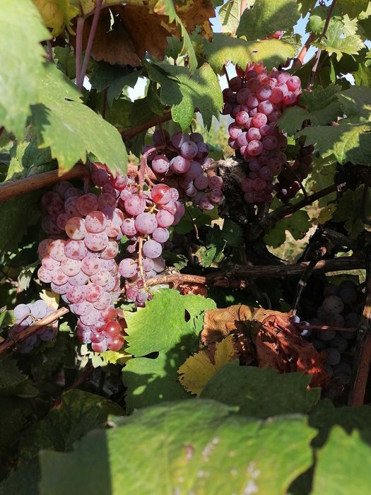 Продавам Сунгурларски червен мискет