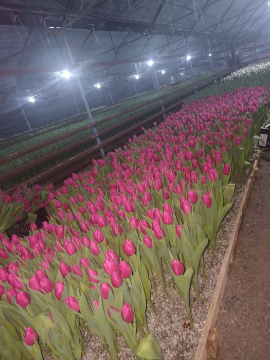 Тюльпаны тепличные