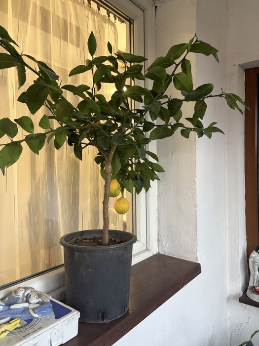 Vand lamai in ghiveci