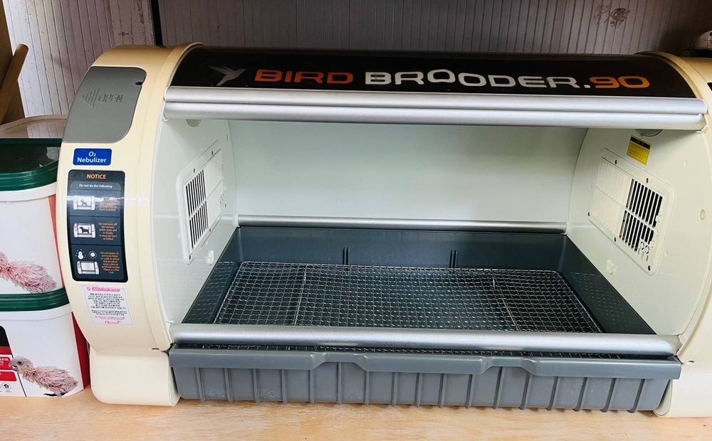 Brooder sotiladi koreyaniki