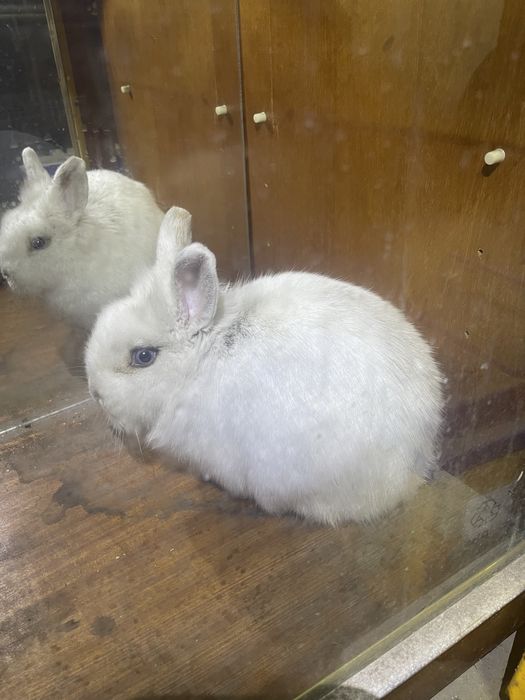 Кролики декоративные 2 шт