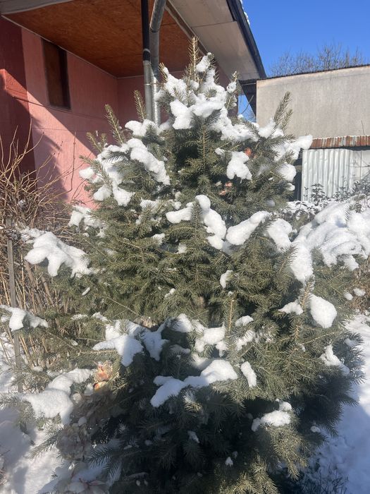 Продам зеленые пышные елки!