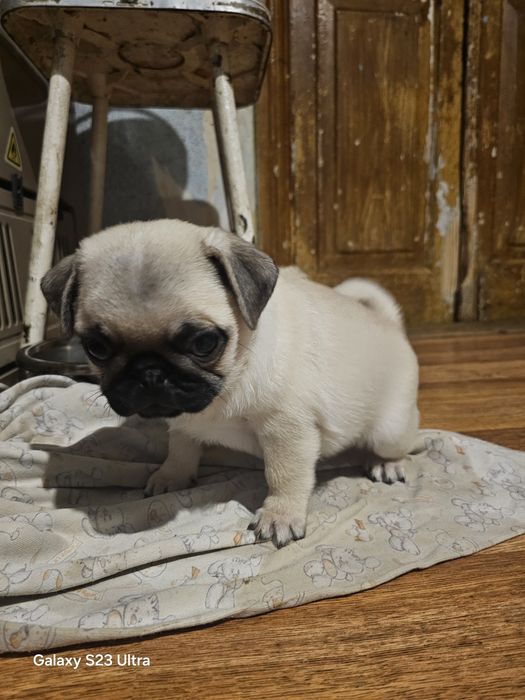 Девочка мопс бежевая