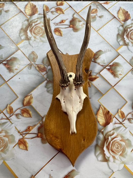 Coarne ornament