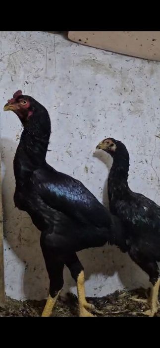 Птица Птица Птица