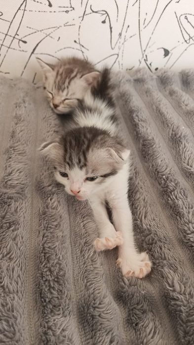 Отдам в добрые руки котят