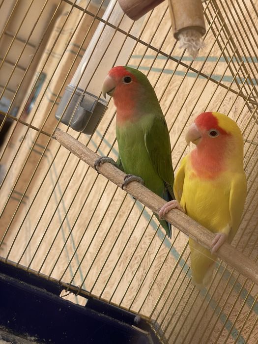 Попугай неразлучники