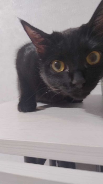 кошечка ищет дом