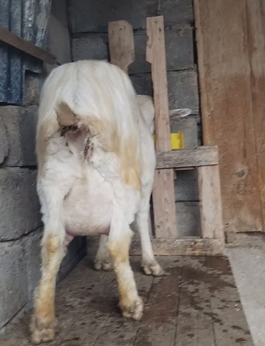 Занен ешкі сатылады