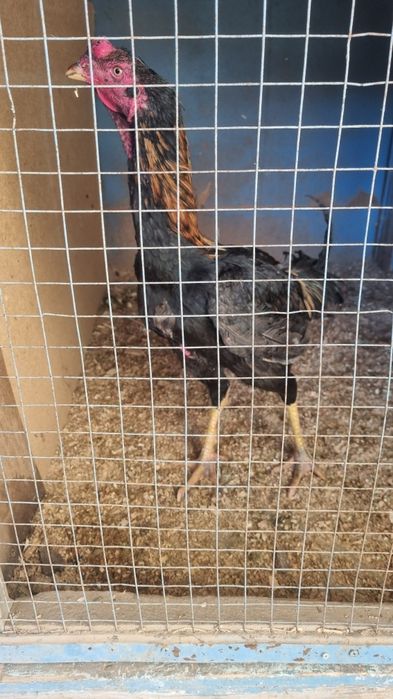 Дакан жужа хуроз сотилади