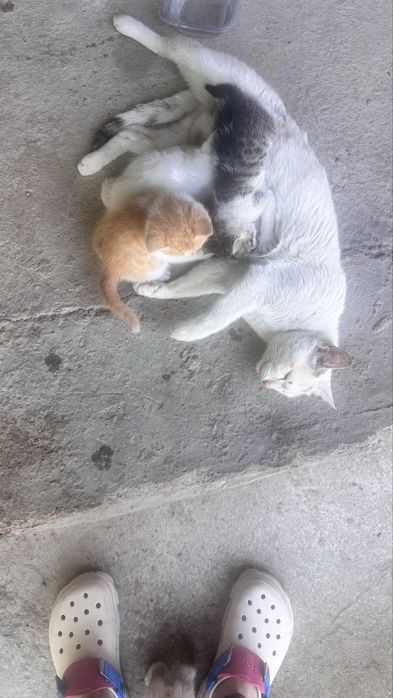Котята бесплатная