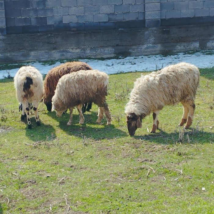 продам козы бараны овцы  ешки  кой