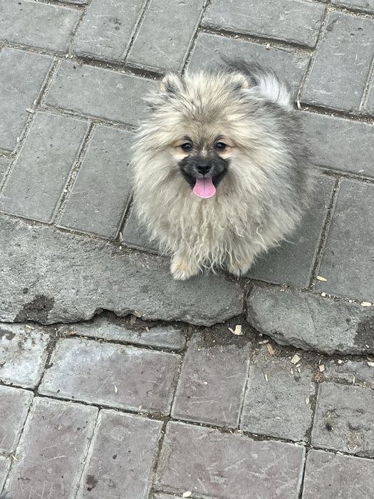 Щенок шпица,маольчик