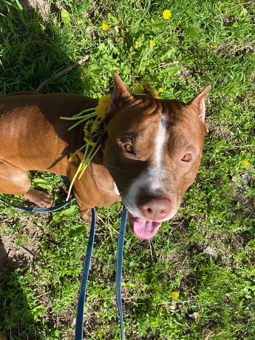 Питбуль  кабель для вязки