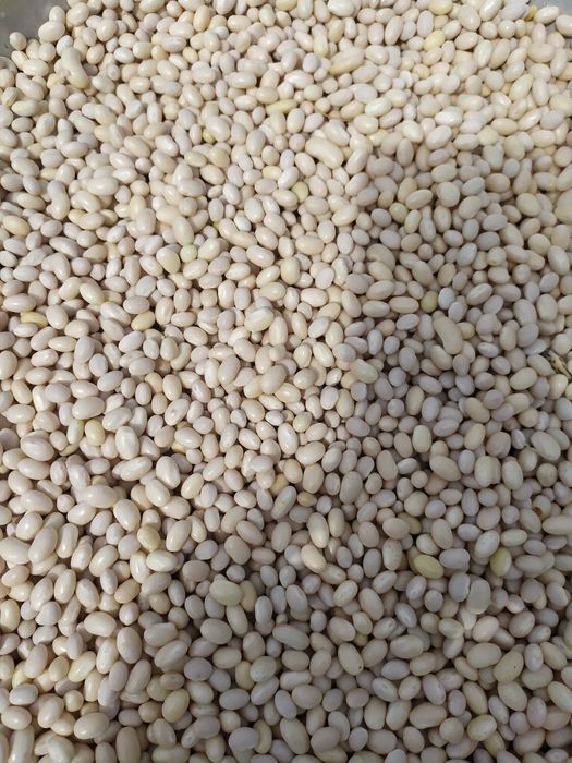 Продам фасоль домашнюю