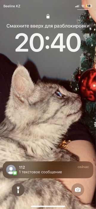 Продам кота 20 тыс