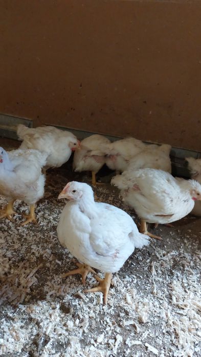 Vand pui albi de carne