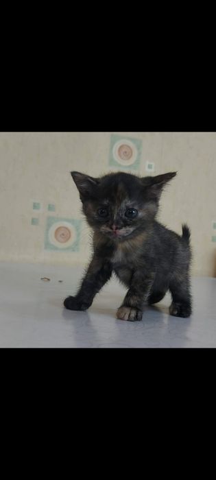 Отдам в дар котенка