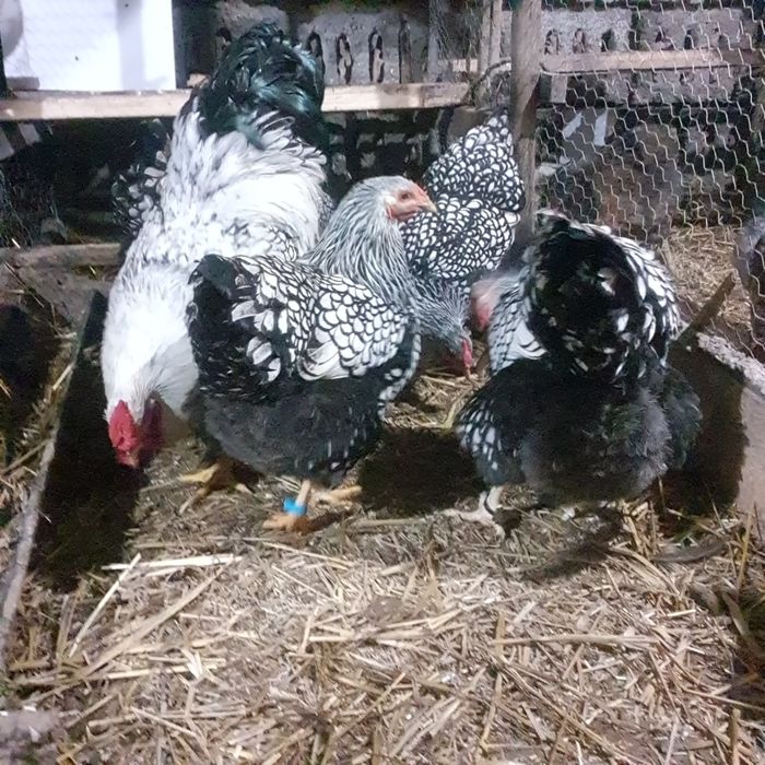 Ouă pentru incubat!