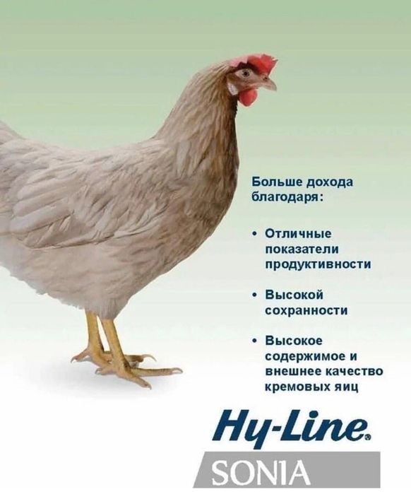 Продам курей несушек породы  Сони