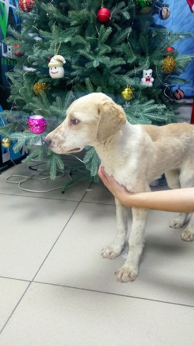 Хороший щенок в добрые руки