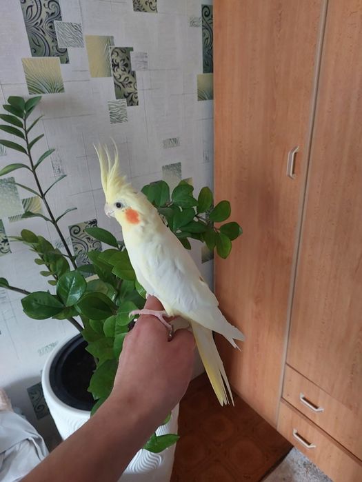 Корелла мальчик ручной