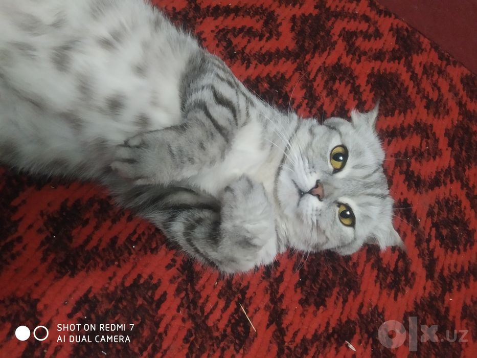 Кошка скоттиш фольд