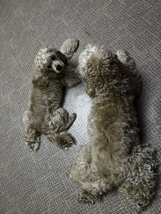 Вязка, американский кокер спаниель.