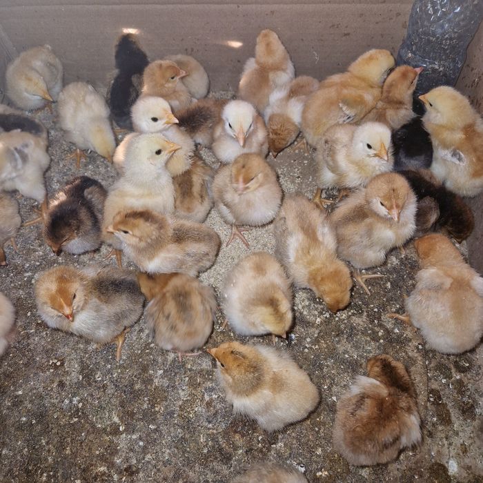 Puisori de țară cauta alta casa