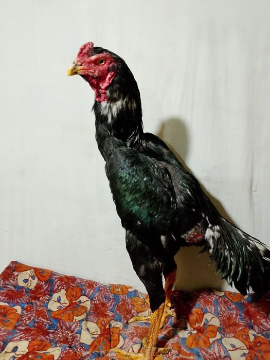 Zoti karis 8 oylik joja narxi kelishilgan holda